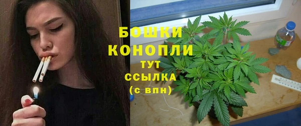 сатива Беломорск